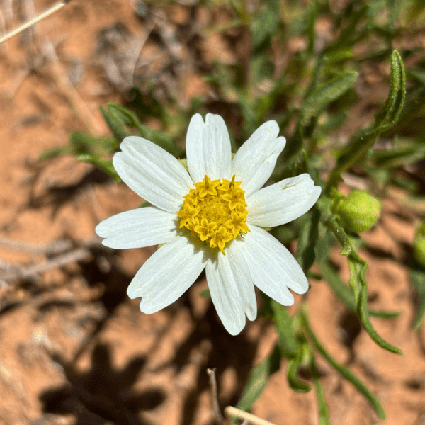desert daisy succulent Blackfoot Daisy Plant Sets