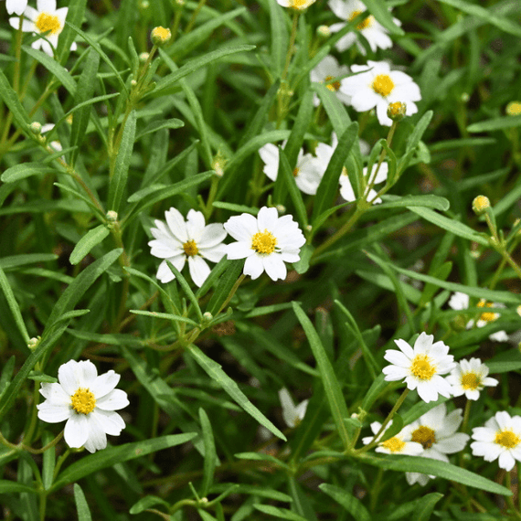 Blackfoot Daisy Plant Sets