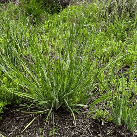Blue-Eyed Grass Plant Sets