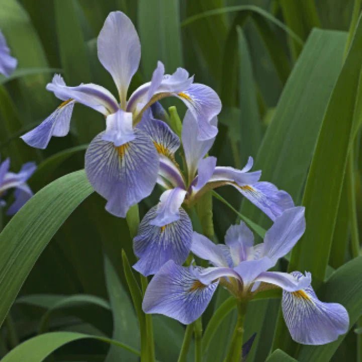 Blue Flag Iris Container Set Plants - Garden for Wildlife