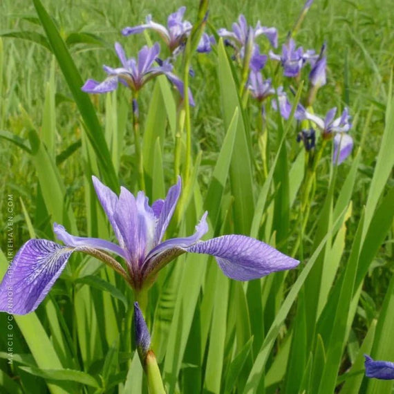 Blue Flag Iris Container Set Plants - Garden for Wildlife