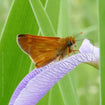 Blue Flag Iris Container Set Plants - Garden for Wildlife