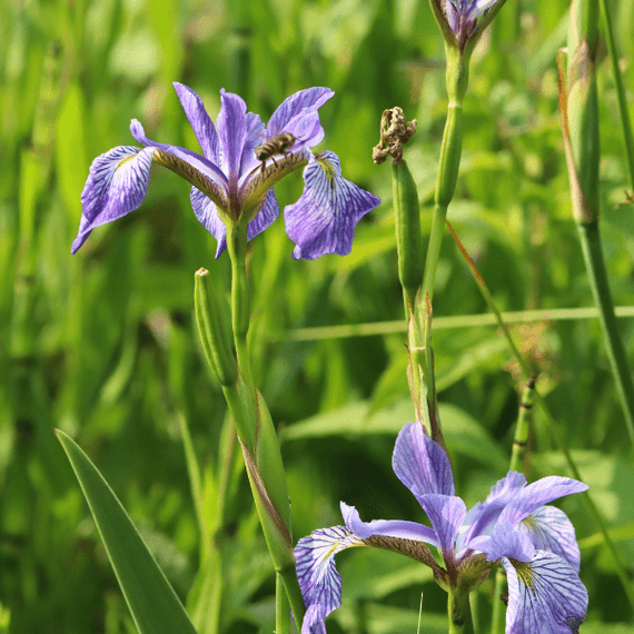 Blue Flag Iris Plant Sets Plants - Garden for Wildlife