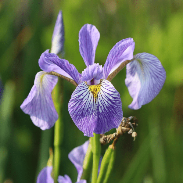 Blue Flag Iris Plant Sets Plants - Garden for Wildlife