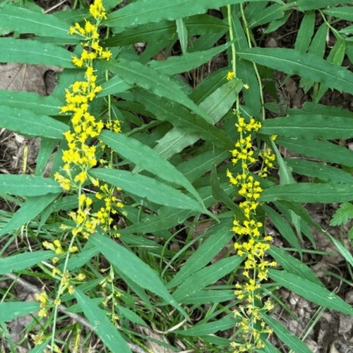 Bluestem Goldenrod Plant Sets Plants - Garden for Wildlife