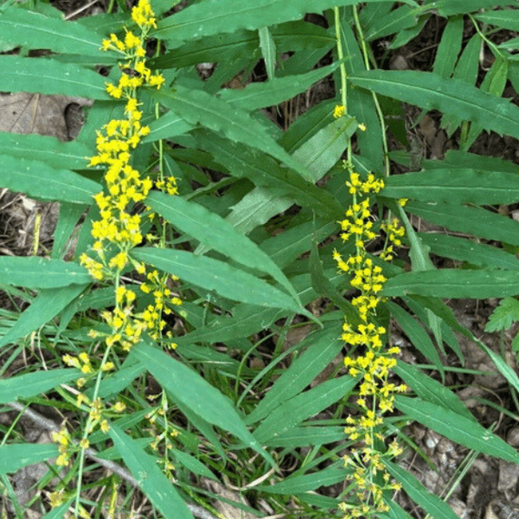 Bluestem Goldenrod Plant Sets Plants - Garden for Wildlife