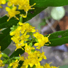 Bluestem Goldenrod Plant Sets Plants - Garden for Wildlife