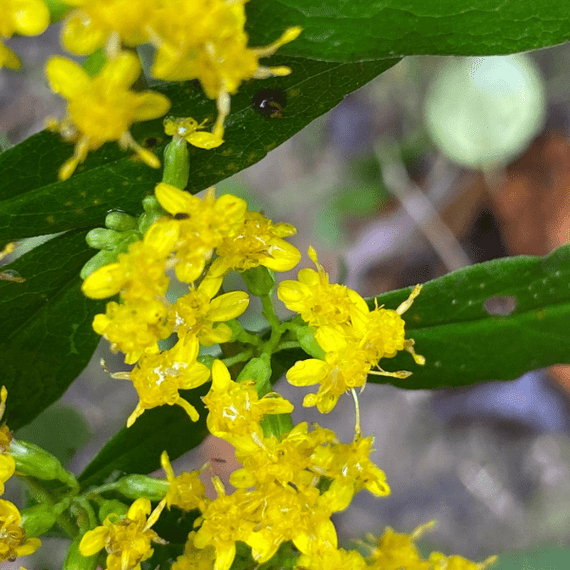 Bluestem Goldenrod Plant Sets Plants - Garden for Wildlife