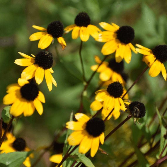 Brown Eyed Susan Plant Sets
