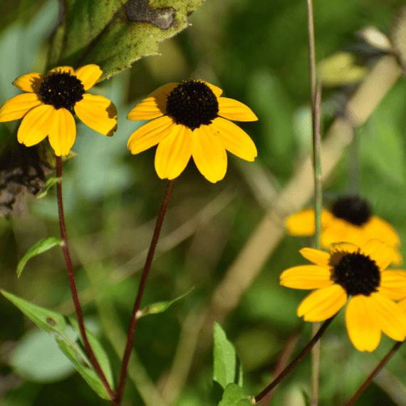 Brown Eyed Susan Plant Sets