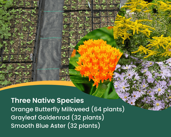 Bulk Butterfly Garden