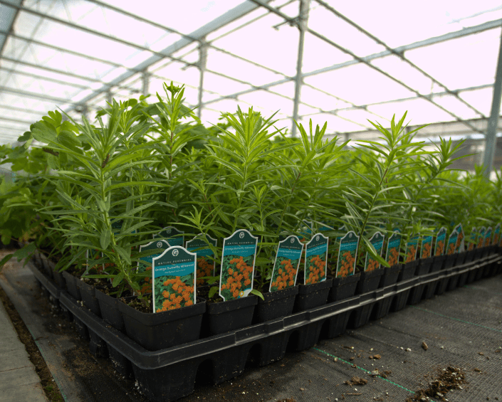 butterfly house plant sale Bulk Butterfly Garden