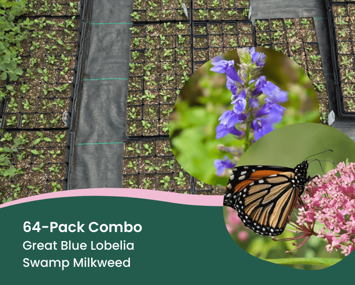 Bulk Hummingbird Garden bulk-hummingbird-garden