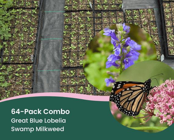 Bulk Hummingbird Garden Wholesale - Garden for Wildlife