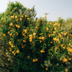 Bush Monkeyflower Plant Sets Plants - Garden for Wildlife