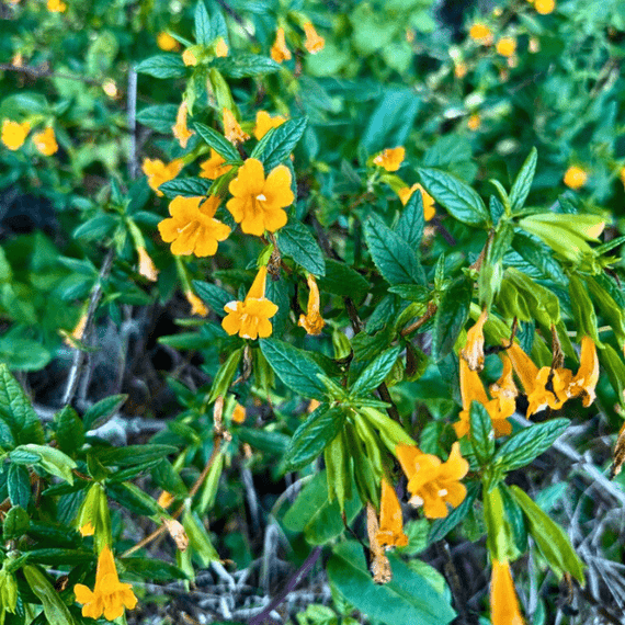 Bush Monkeyflower Plant Sets Plants - Garden for Wildlife