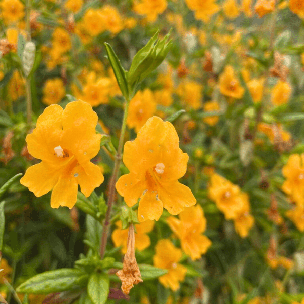 Bush Monkeyflower Plant Sets Plants - Garden for Wildlife