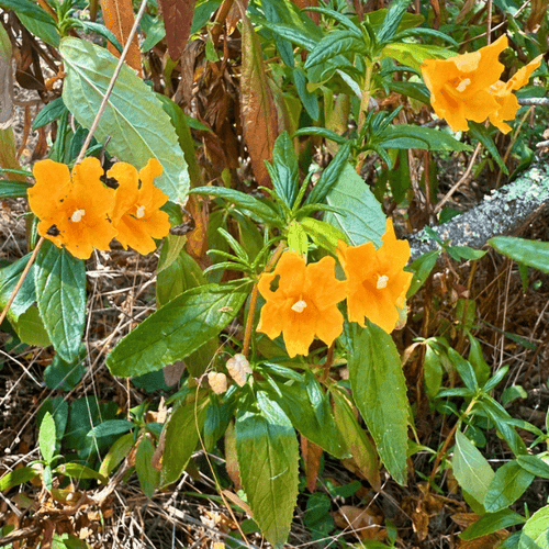 Bush Monkeyflower Plant Sets Plants - Garden for Wildlife