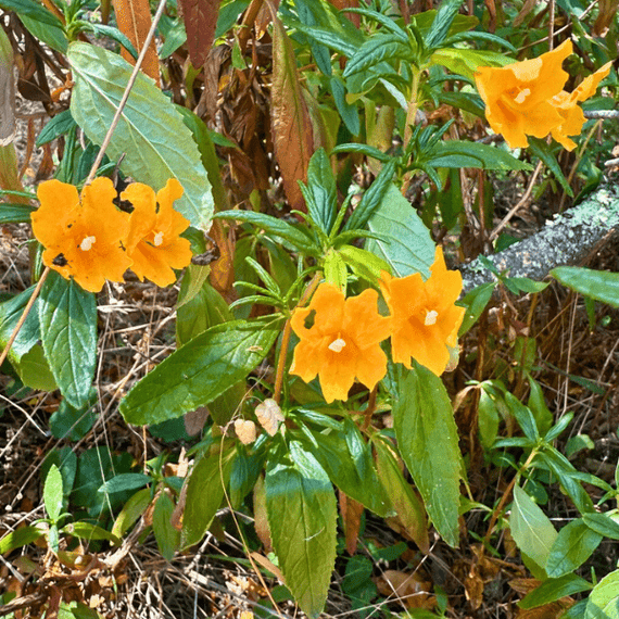 Bush Monkeyflower Plant Sets Plants - Garden for Wildlife