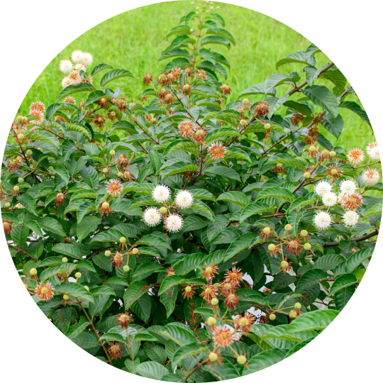 Buttonbush Shrub