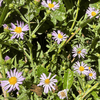 California Aster Plant Sets Plants - Garden for Wildlife