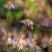 California Aster Plant Sets Plants - Garden for Wildlife