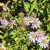 California Aster Plant Sets Plants - Garden for Wildlife