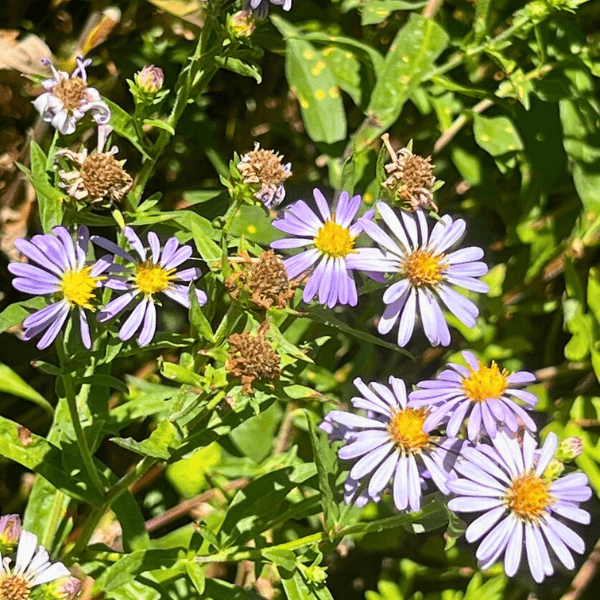 California Aster Plant Sets Plants - Garden for Wildlife