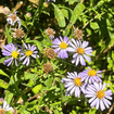 California Aster Plant Sets Plants - Garden for Wildlife