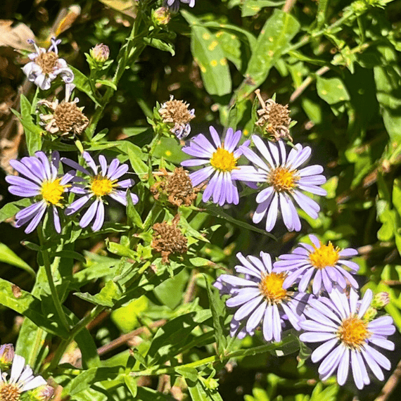 California Aster Plant Sets Plants - Garden for Wildlife
