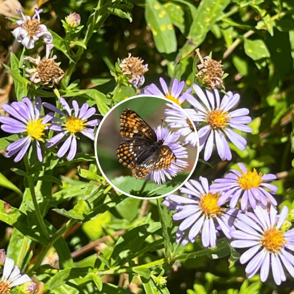 California Aster Plant Sets Plants - Garden for Wildlife
