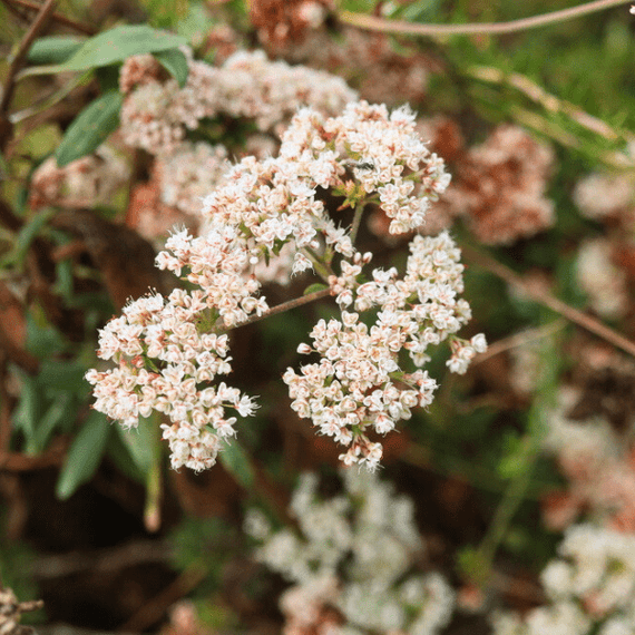 buckwheat plant California Buckwheat Plant Sets