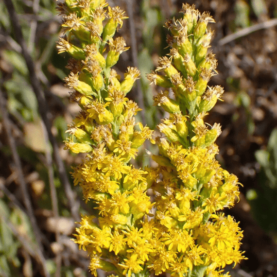 California Goldenrod Plant Sets