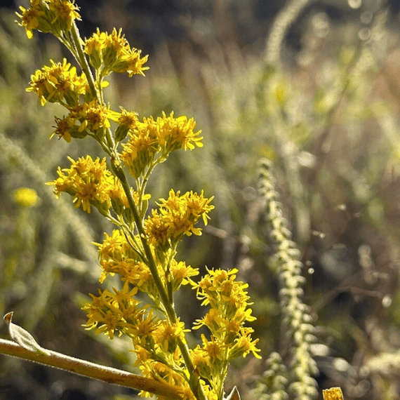 California Goldenrod Plant Sets