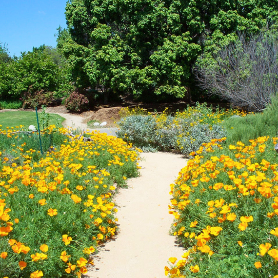 California Poppy Plant Sets