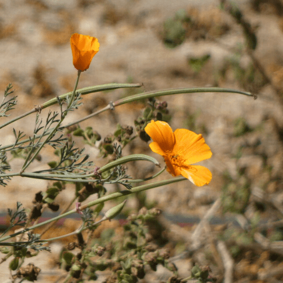 California Poppy Plant Sets