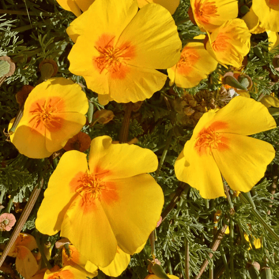 California Poppy Plant Sets