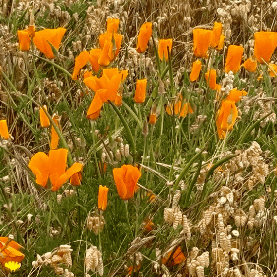 California Poppy Plant Sets