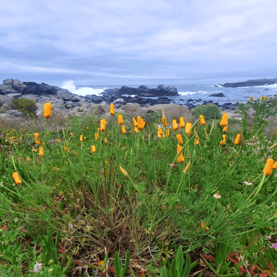 California Poppy Plant Sets
