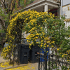 Carolina Jessamine Vine Plants - Garden for Wildlife