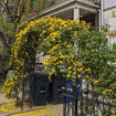 Carolina Jessamine Vine Plants - Garden for Wildlife