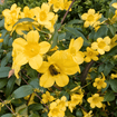 Carolina Jessamine Vine Plants - Garden for Wildlife