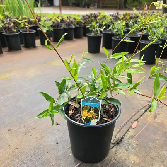 jasmine house plant for sale Carolina Jessamine Vine
