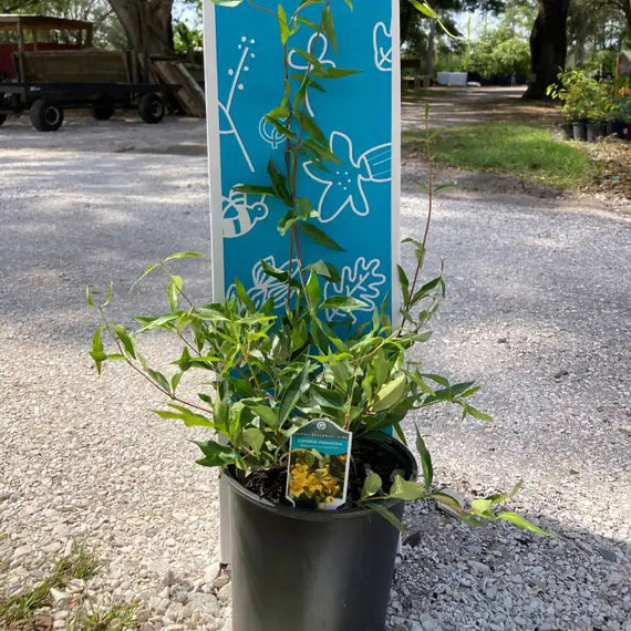 carolina jasmine plant Carolina Jessamine Vine