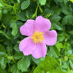 Carolina Rose Shrub 2 - GAL Plants - Garden for Wildlife