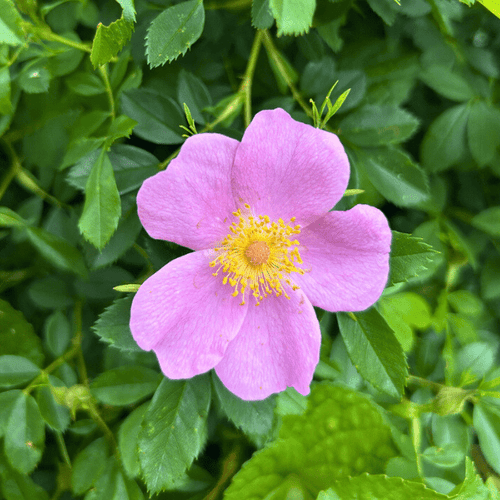 Carolina Rose Shrub 2 - GAL Plants - Garden for Wildlife