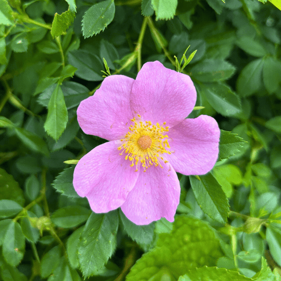 Carolina Rose Shrub 2 - GAL Plants - Garden for Wildlife