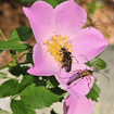 Carolina Rose Shrub 2 - GAL Plants - Garden for Wildlife