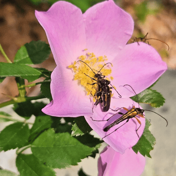 Carolina Rose Shrub 2 - GAL Plants - Garden for Wildlife