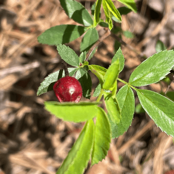 Carolina Rose Shrub 2 - GAL Plants - Garden for Wildlife